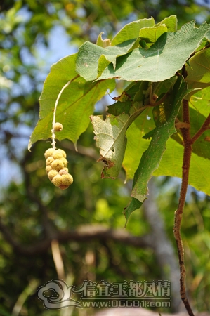 DSC_6185.JPG