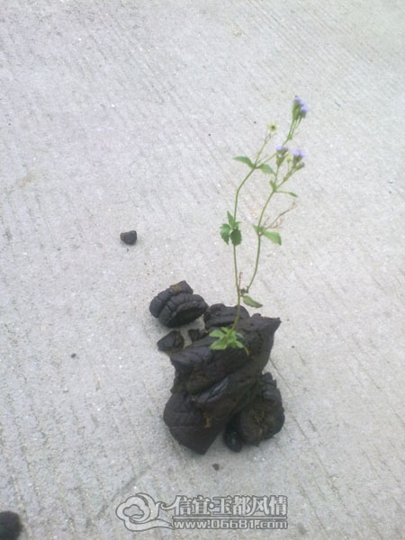 201110052964.jpg