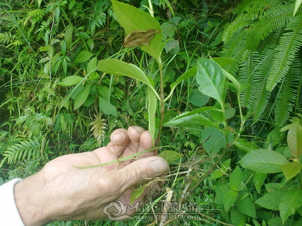 201110032893.jpg