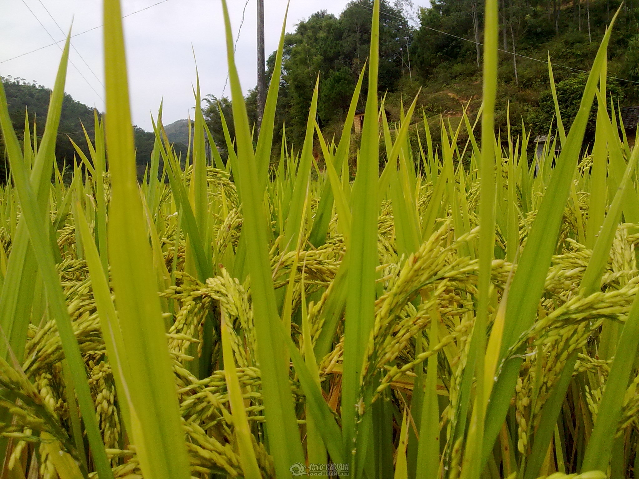 201110291735.jpg