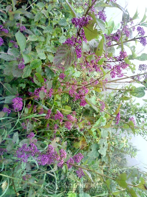 1108133201.jpg