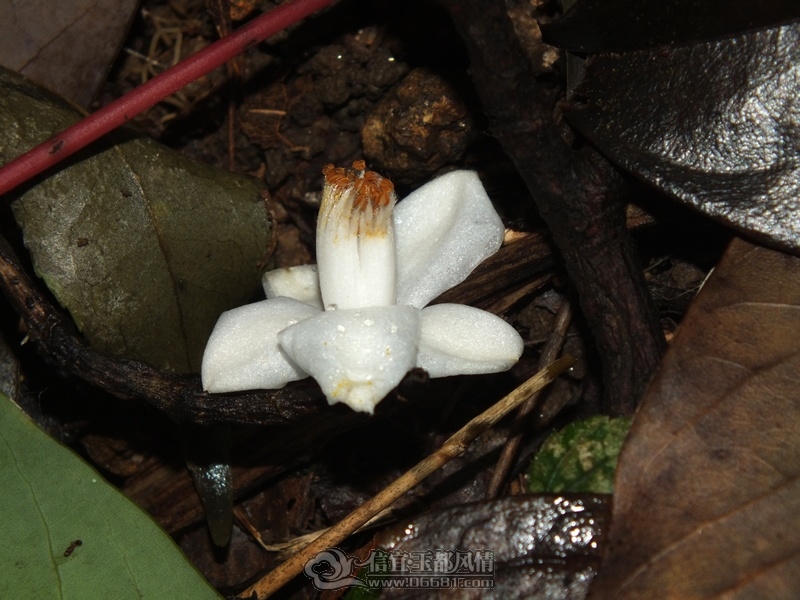 DSCF2851.jpg