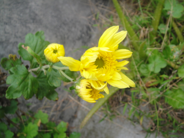 DSC09912.JPG
