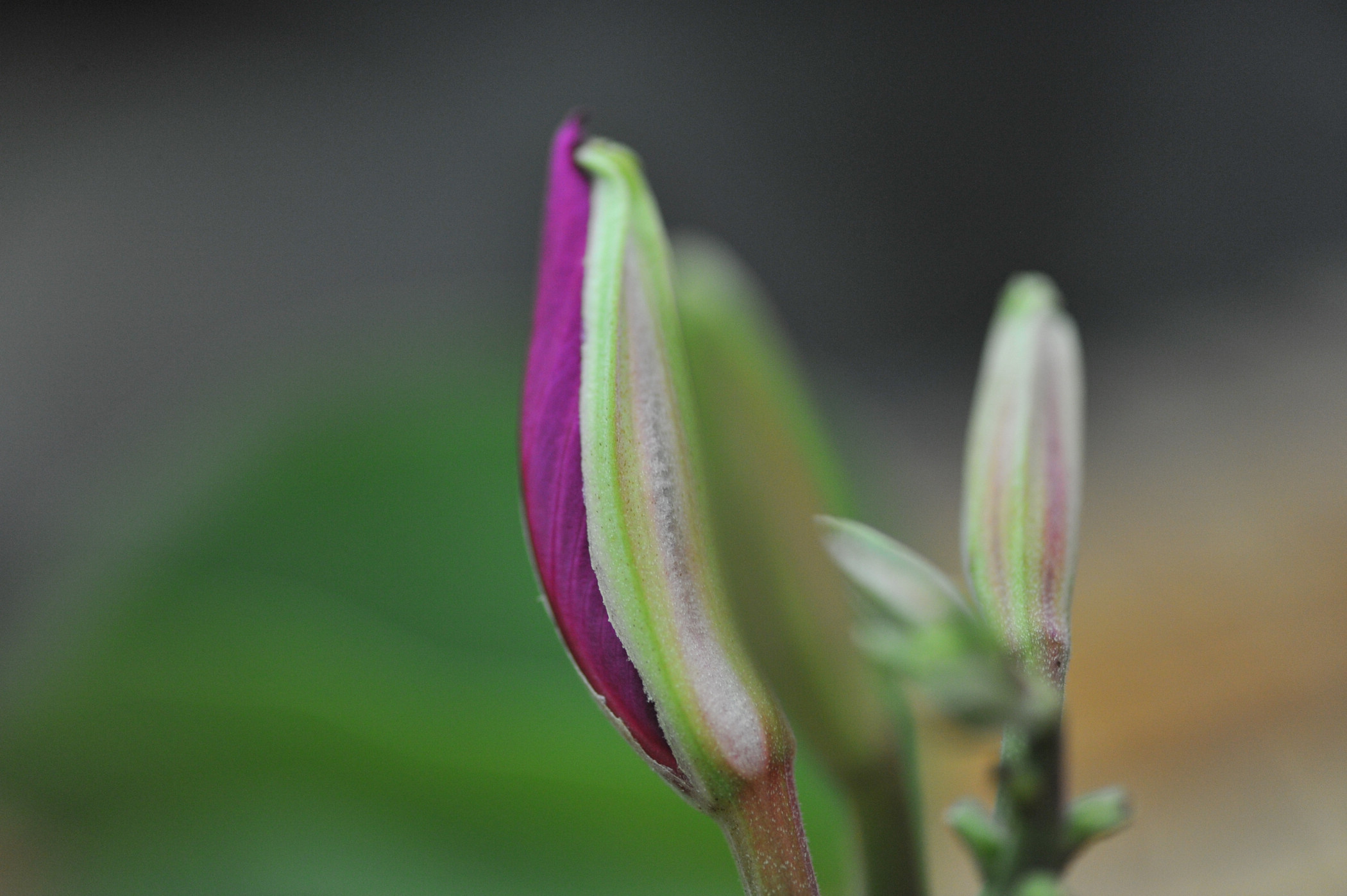 DSC_9534.JPG