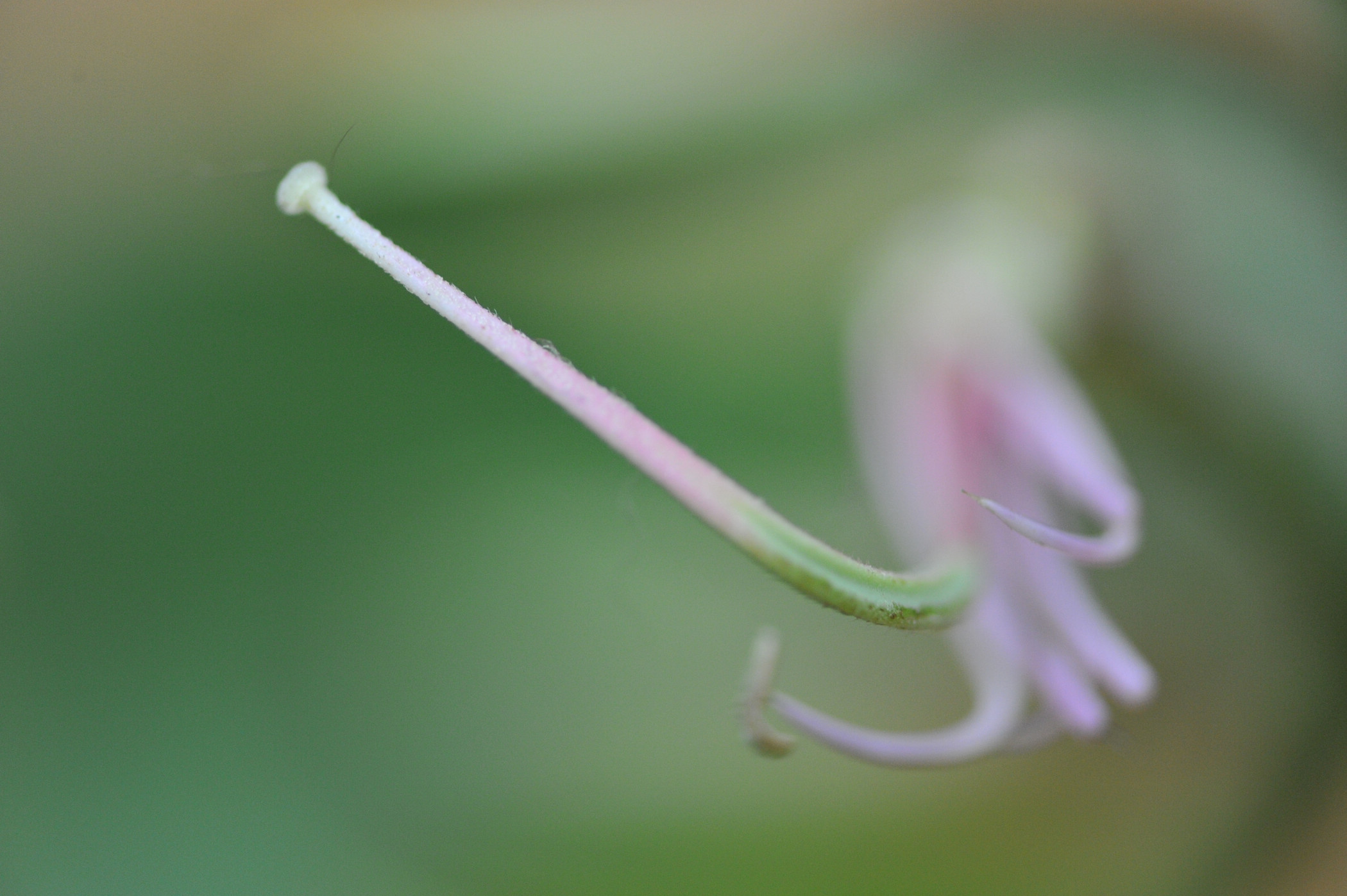 DSC_9536.JPG