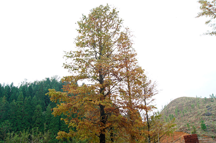 DSC07679.JPG