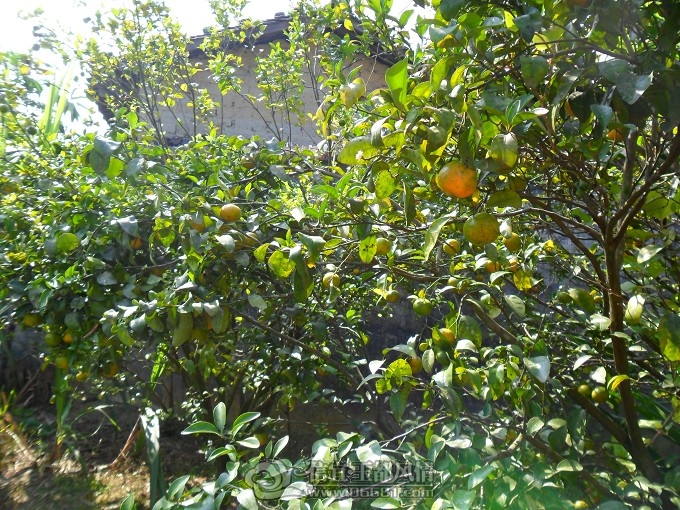 SAM_2814_��Ŀѹ��.JPG