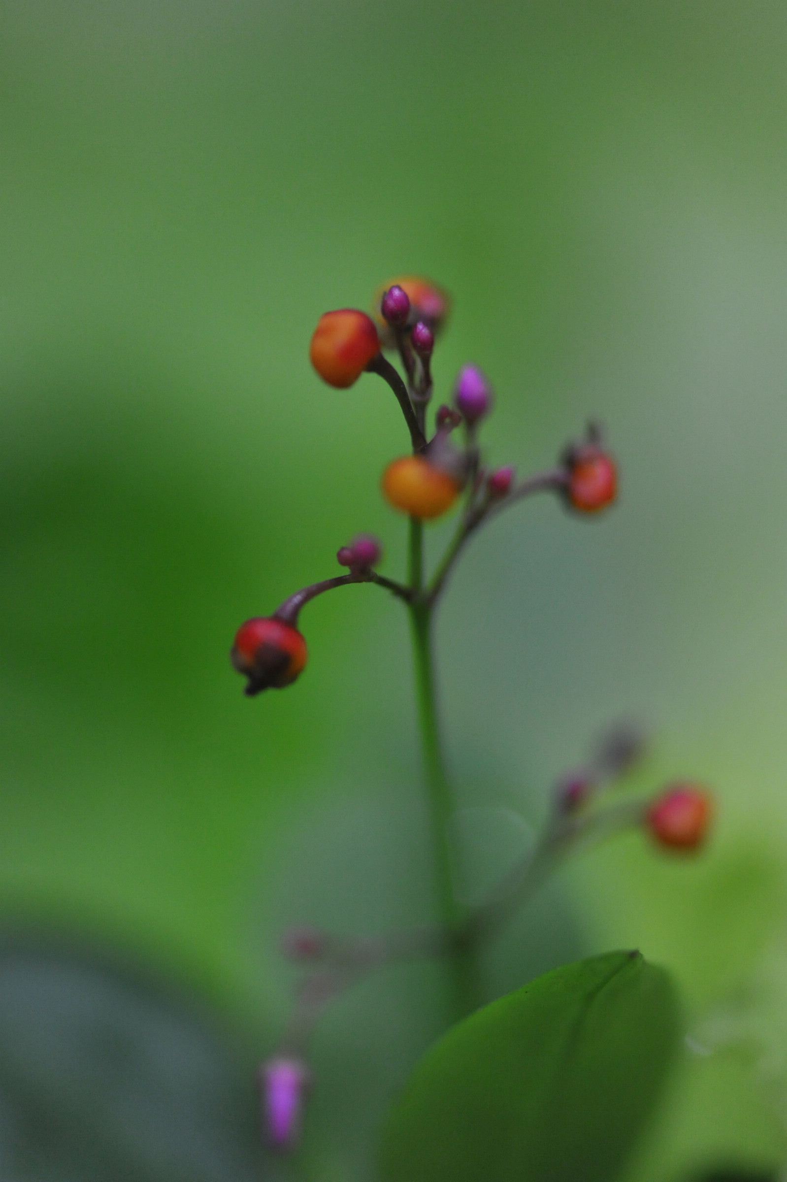 DSC_0771.jpg