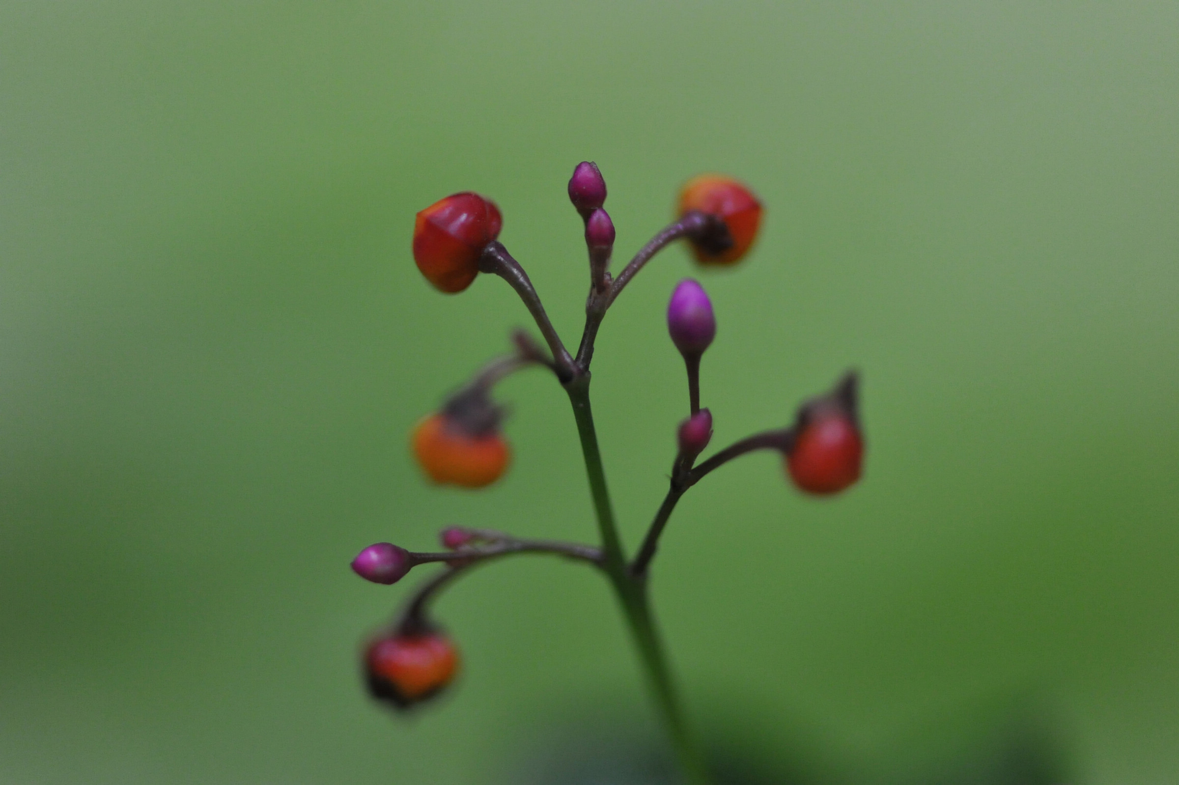 DSC_0779.jpg