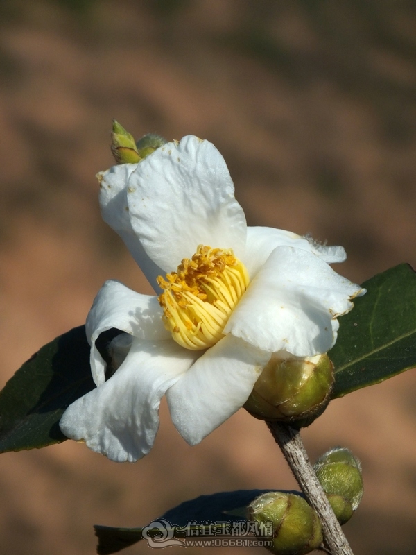DSCF0005.jpg