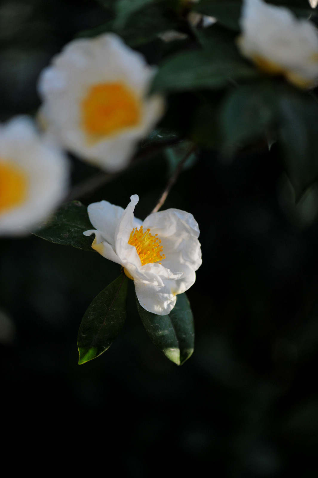 DSC_1899.jpg