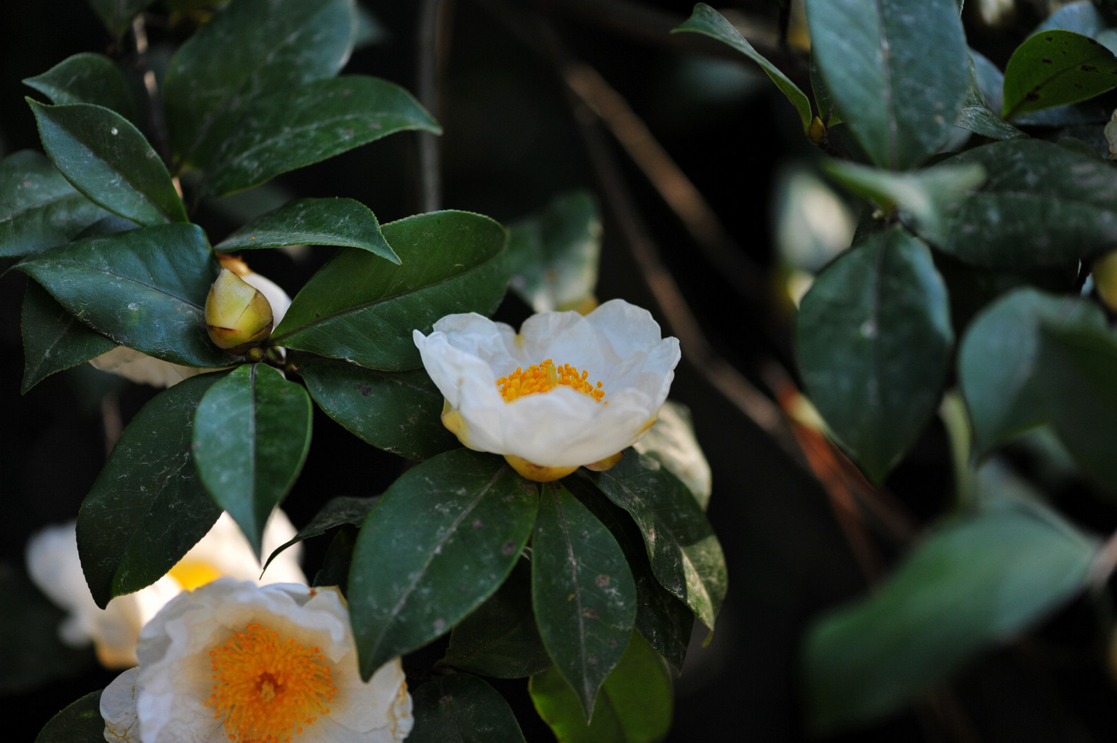 DSC_1892.jpg