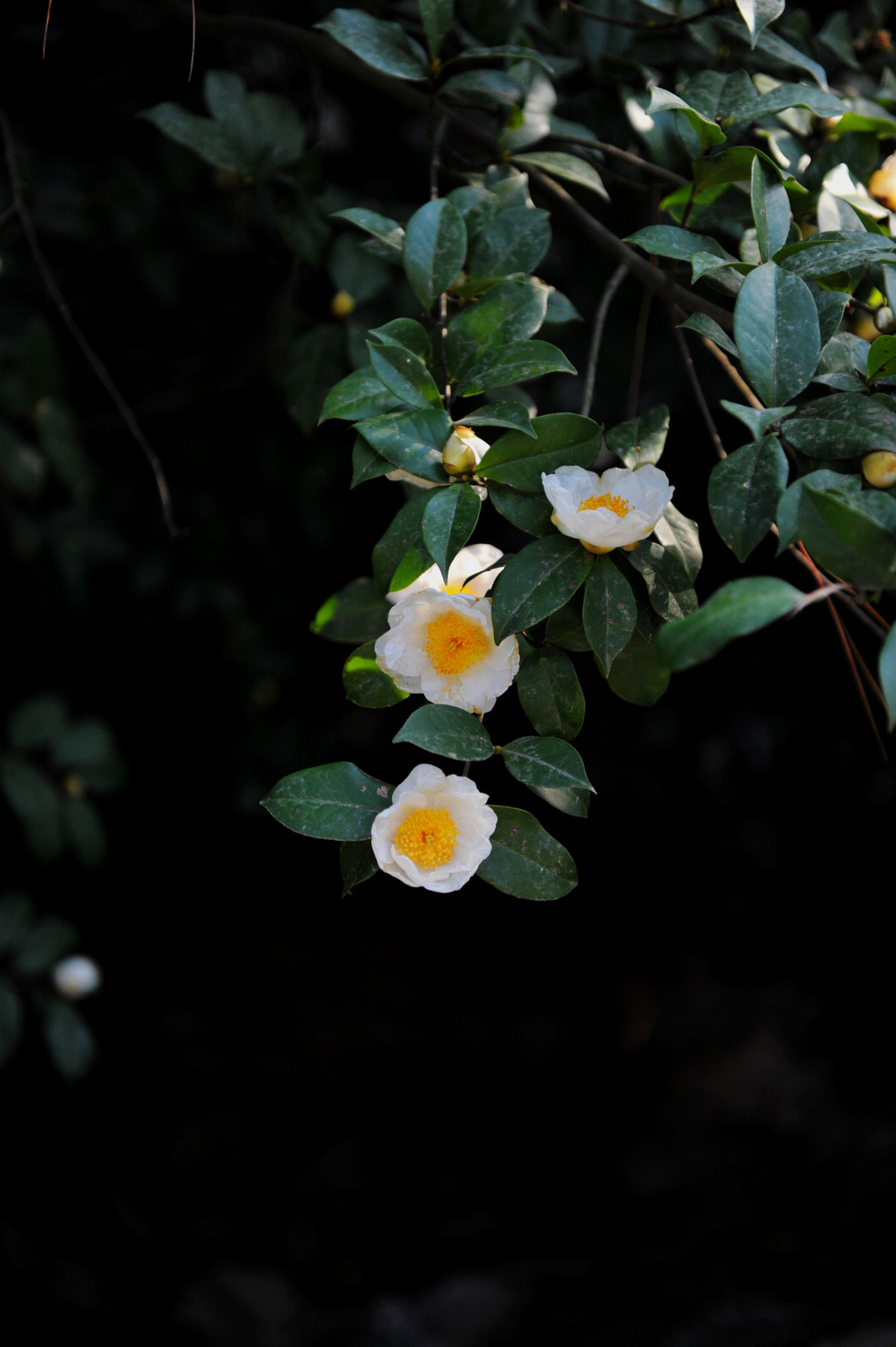 DSC_1889.jpg