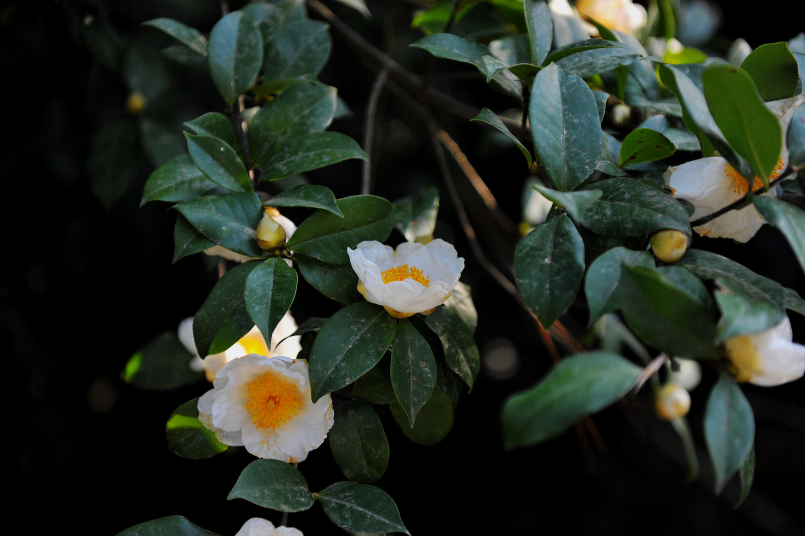DSC_1890.jpg