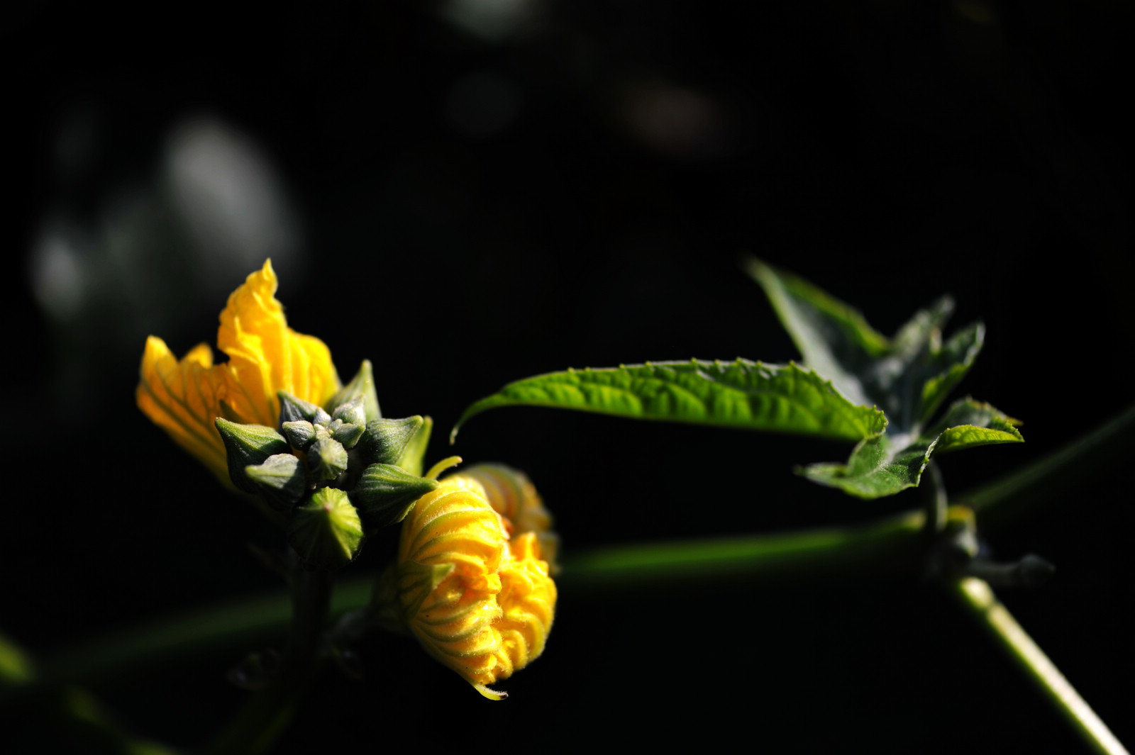 DSC_2088.jpg