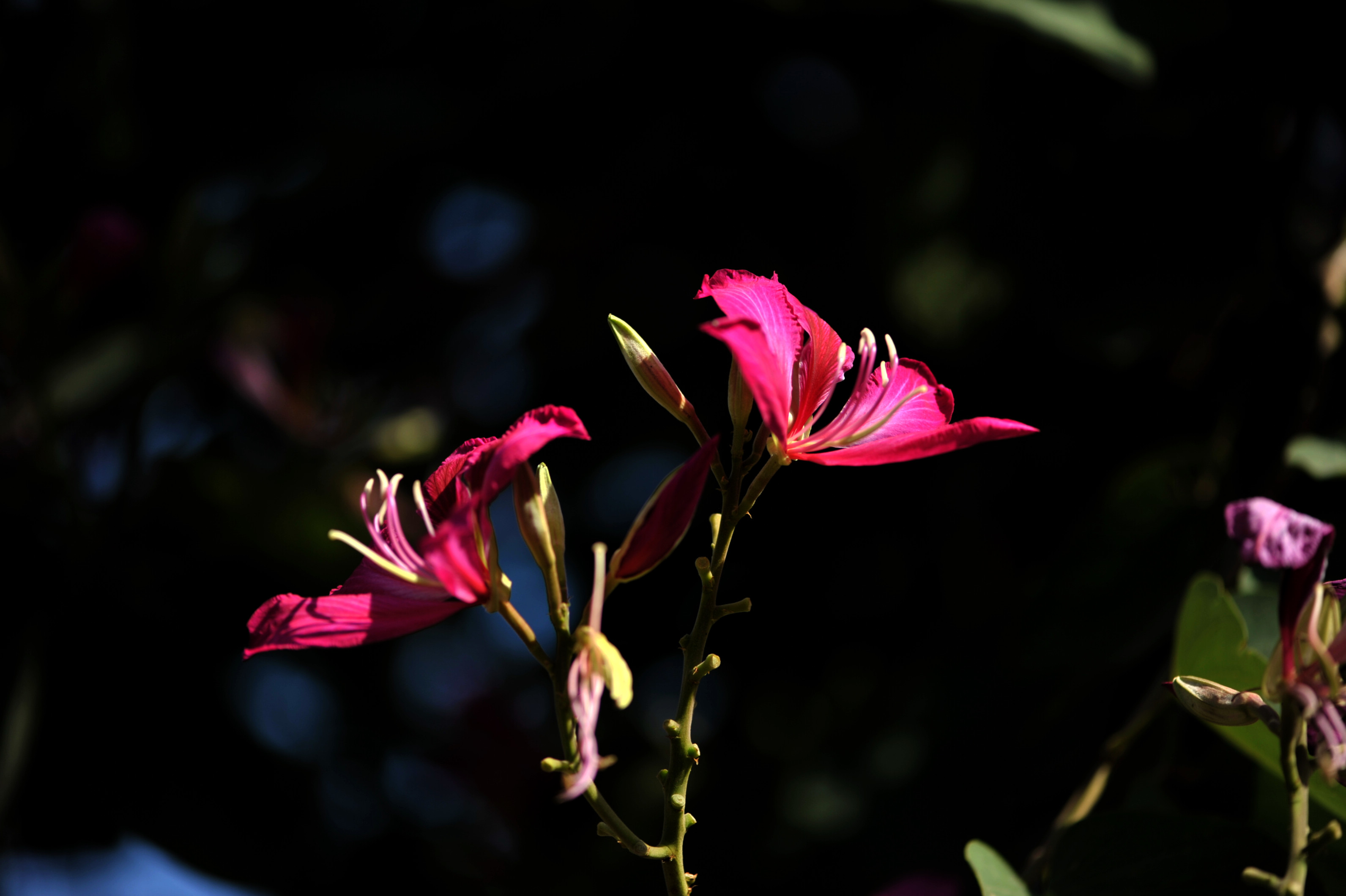 DSC_2092.jpg