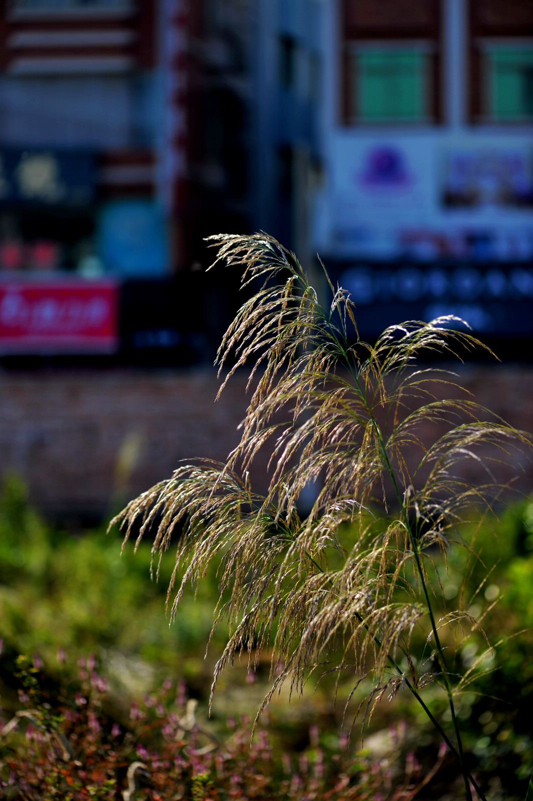 DSC_2076.jpg