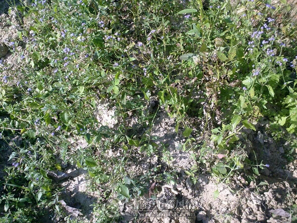 201112043261.jpg