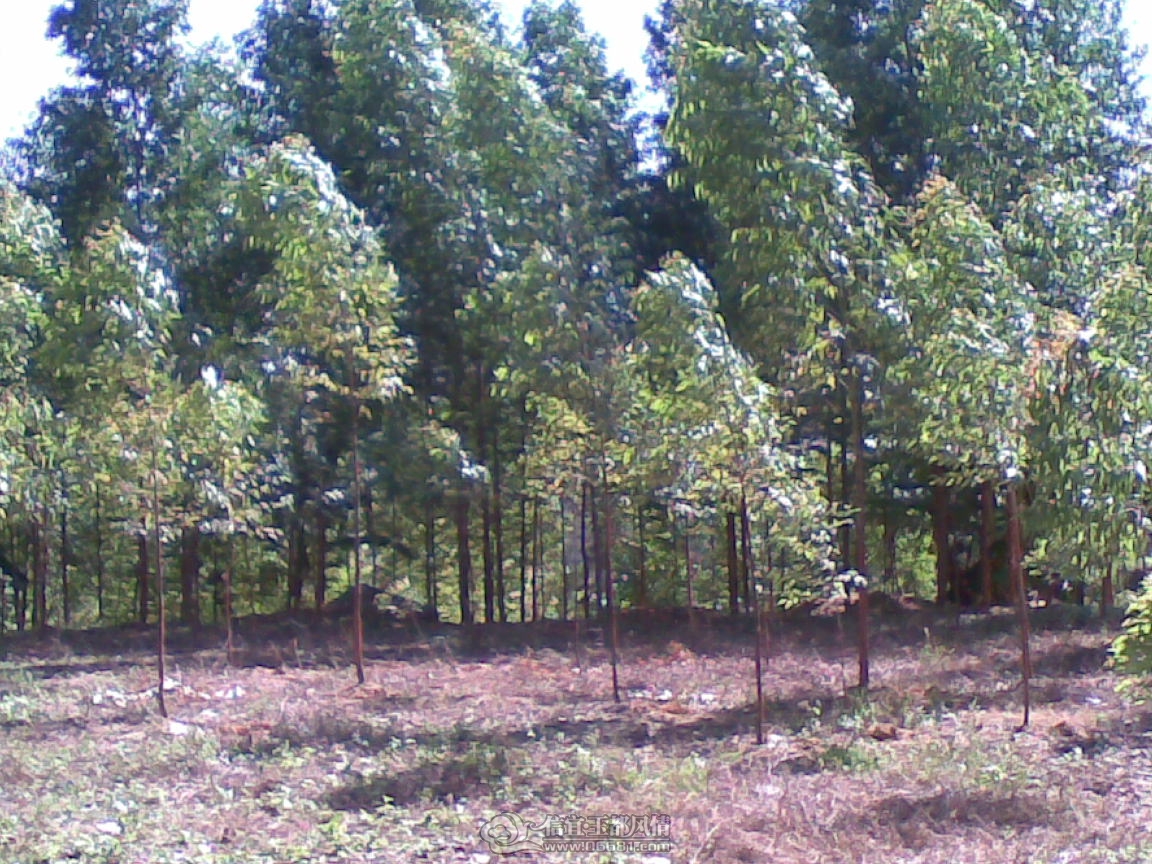 20111203(011).jpg