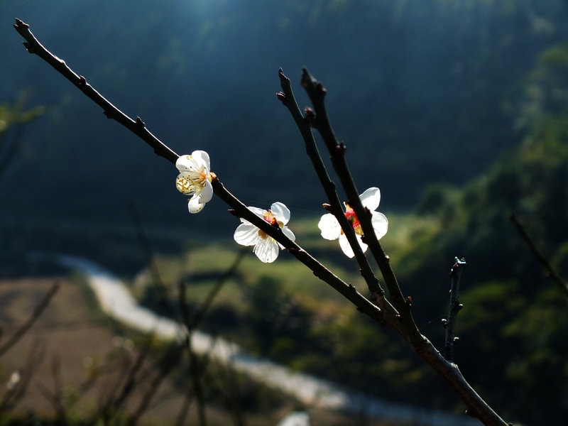 DSCF0014.jpg