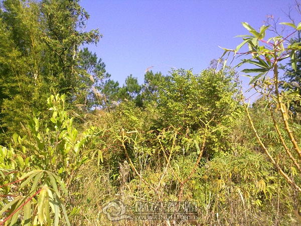 201112043271.jpg