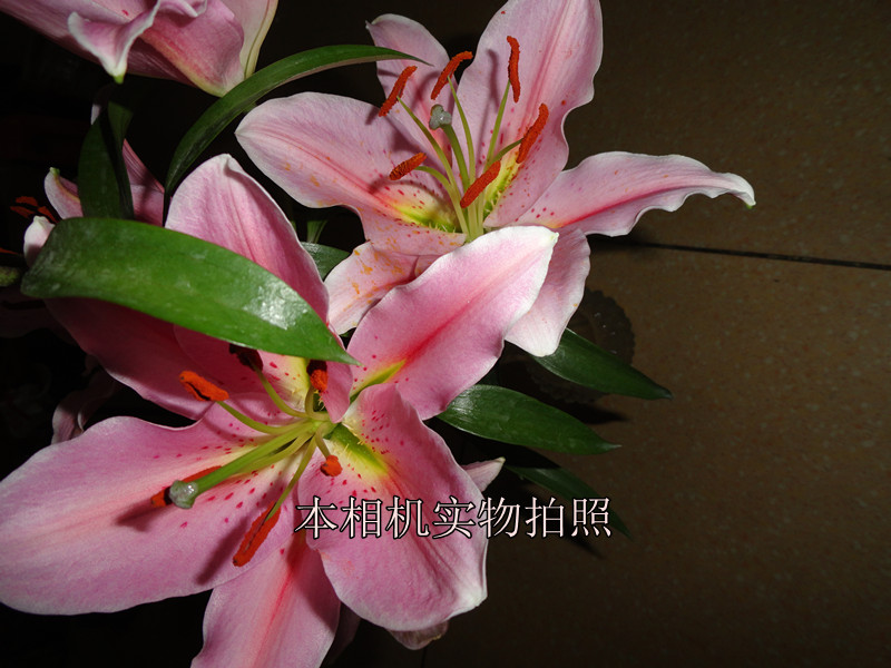PENTAX  A36