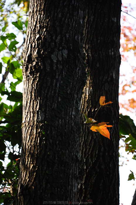 DSC_8097.jpg