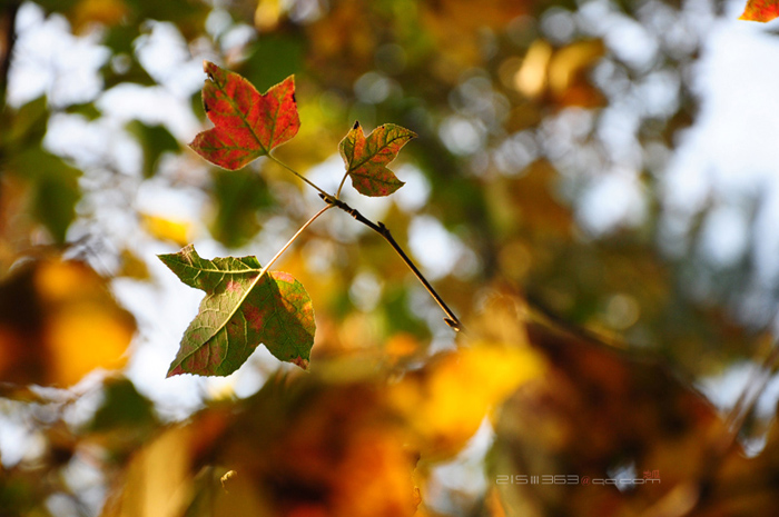 DSC_8113.jpg