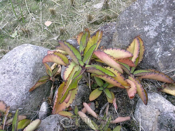 201112063378.jpg