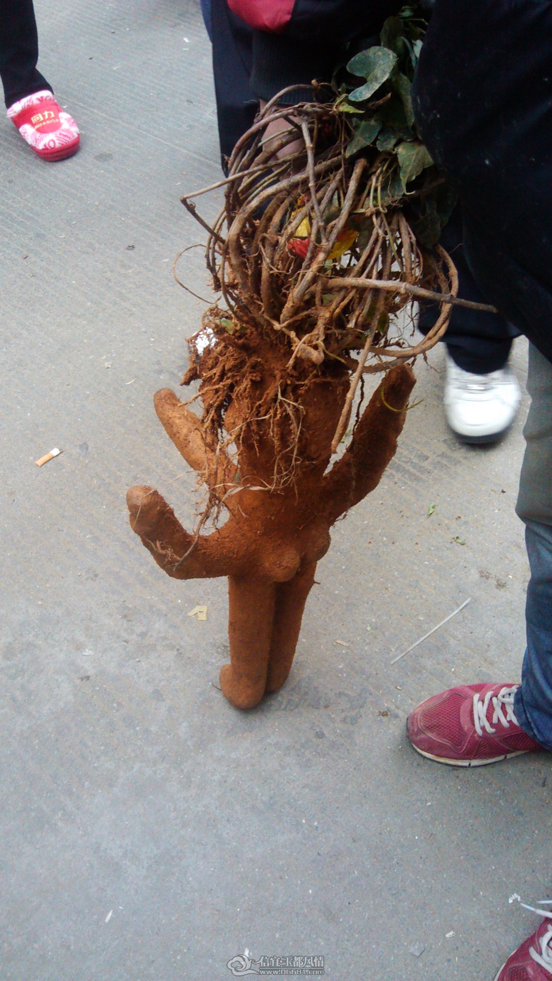 IMG_20111231_084523.jpg