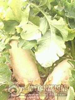 IMG0433A.jpg