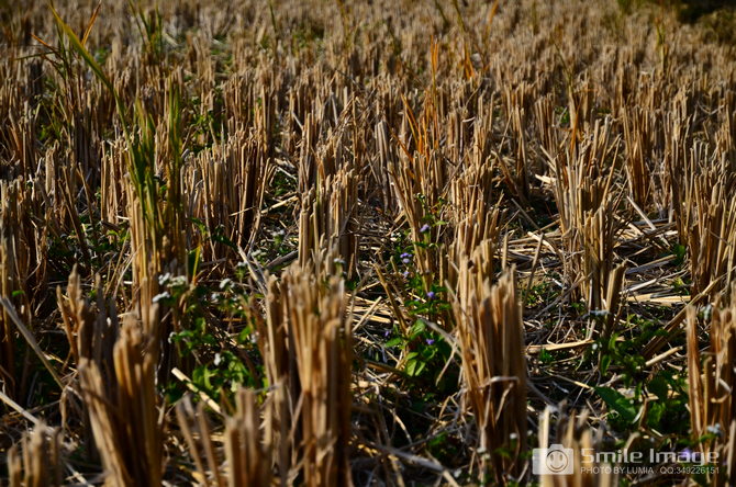 DSC_6733.jpg