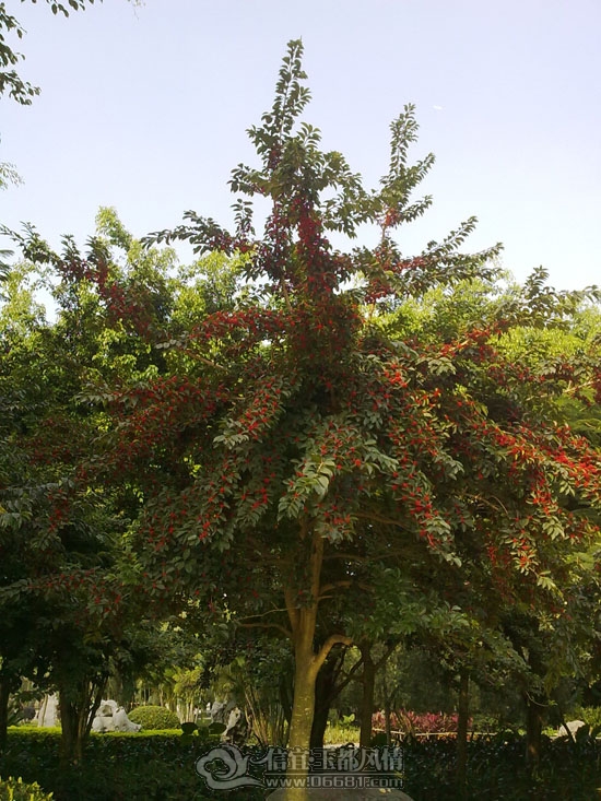20111129149.jpg