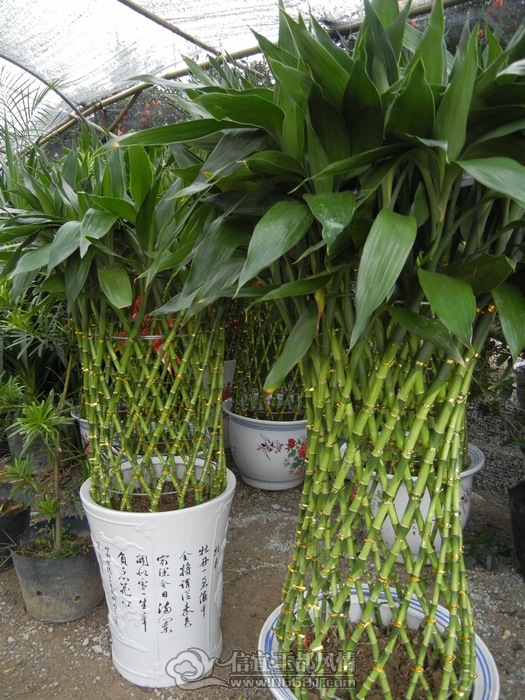 DSCN0767.jpg
