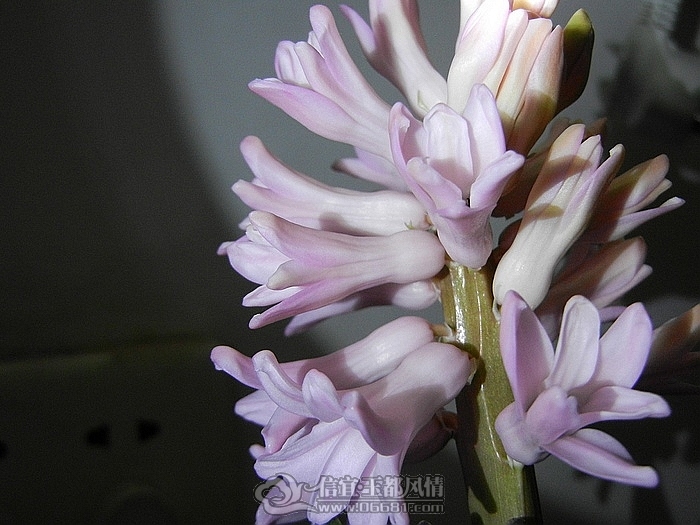 DSCN0800.jpg