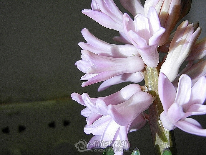 DSCN0801.jpg