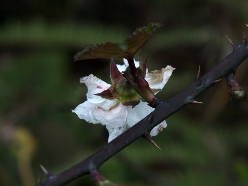DSCF0052.jpg