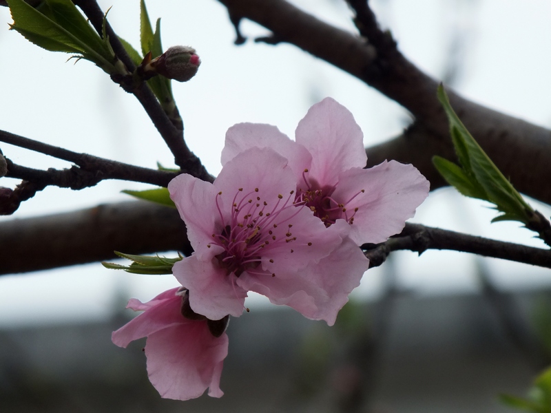 DSCF0073.jpg