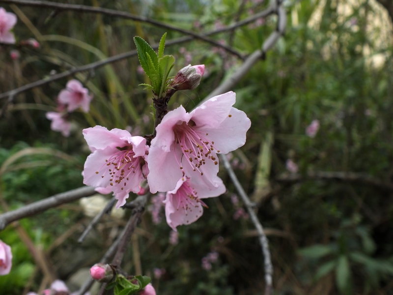 DSCF0077.jpg