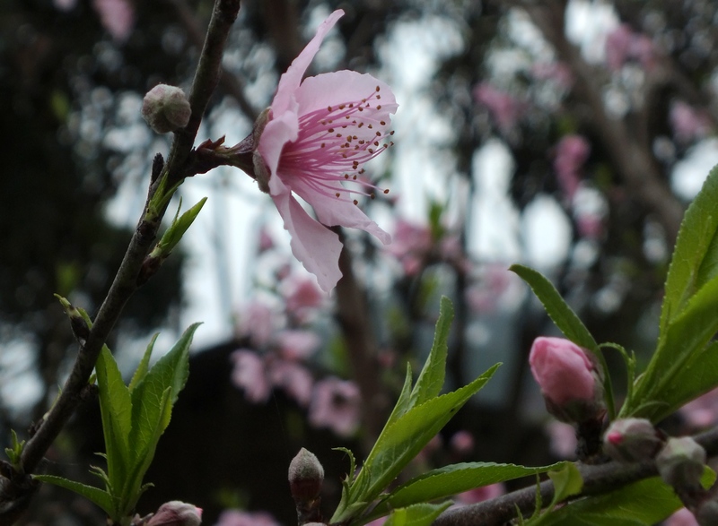 DSCF0084.jpg