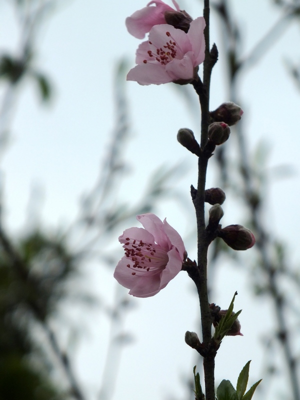 DSCF0085.jpg