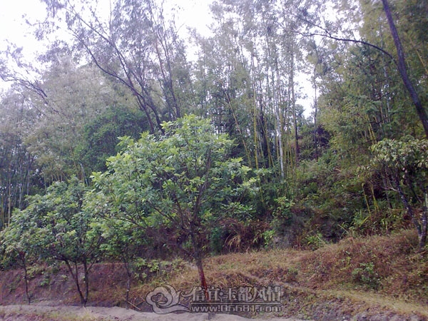 201201223583.jpg