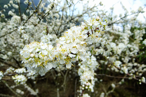 DSCF0040.JPG
