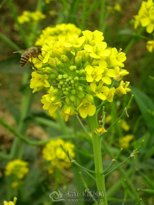 DSCN2550.jpg
