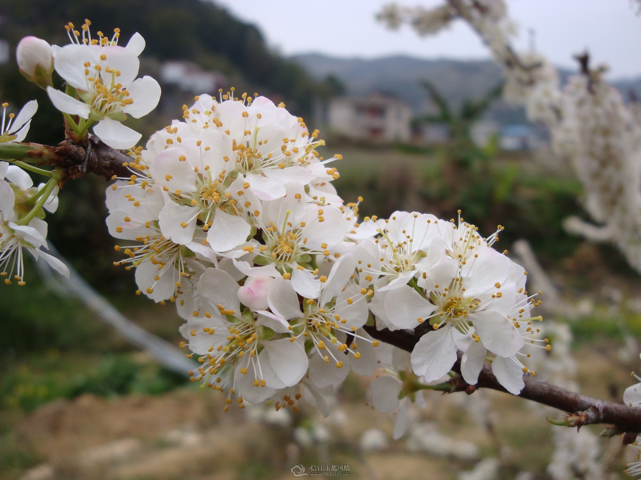 DSC08653.JPG