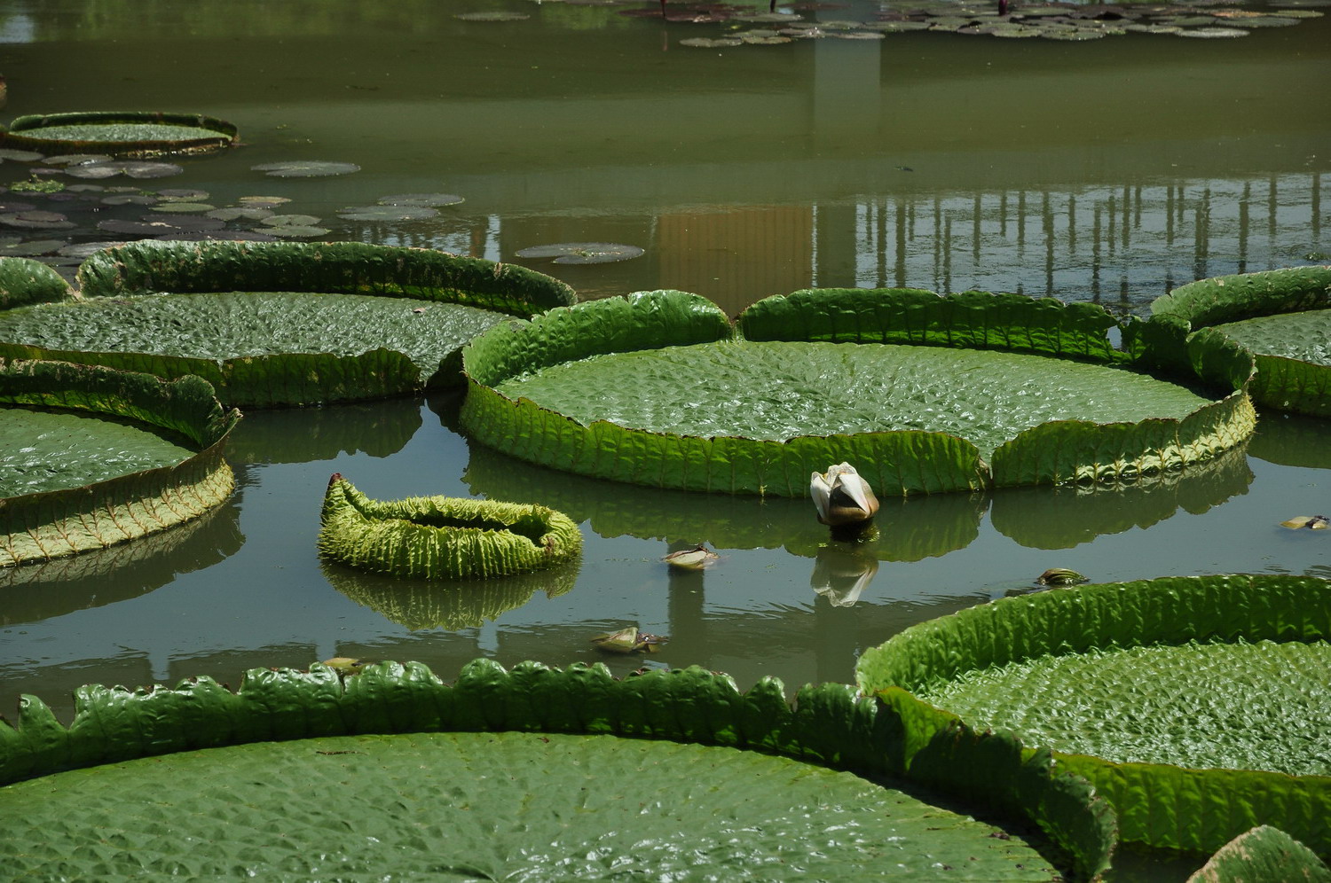 DSC_559.JPG