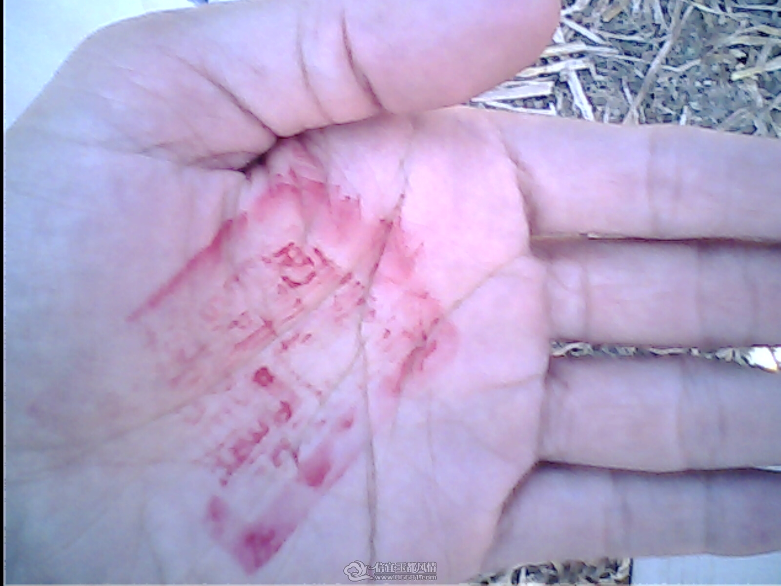 IMG0195A.jpg