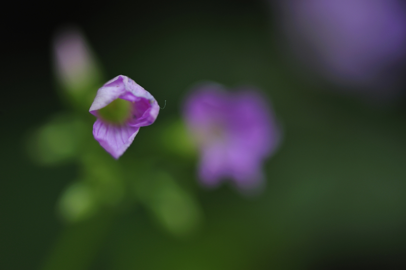 nEO_IMG__HZZ6093.jpg