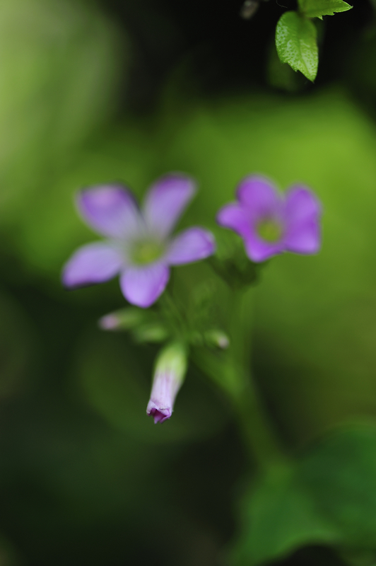 nEO_IMG__HZZ6098.jpg