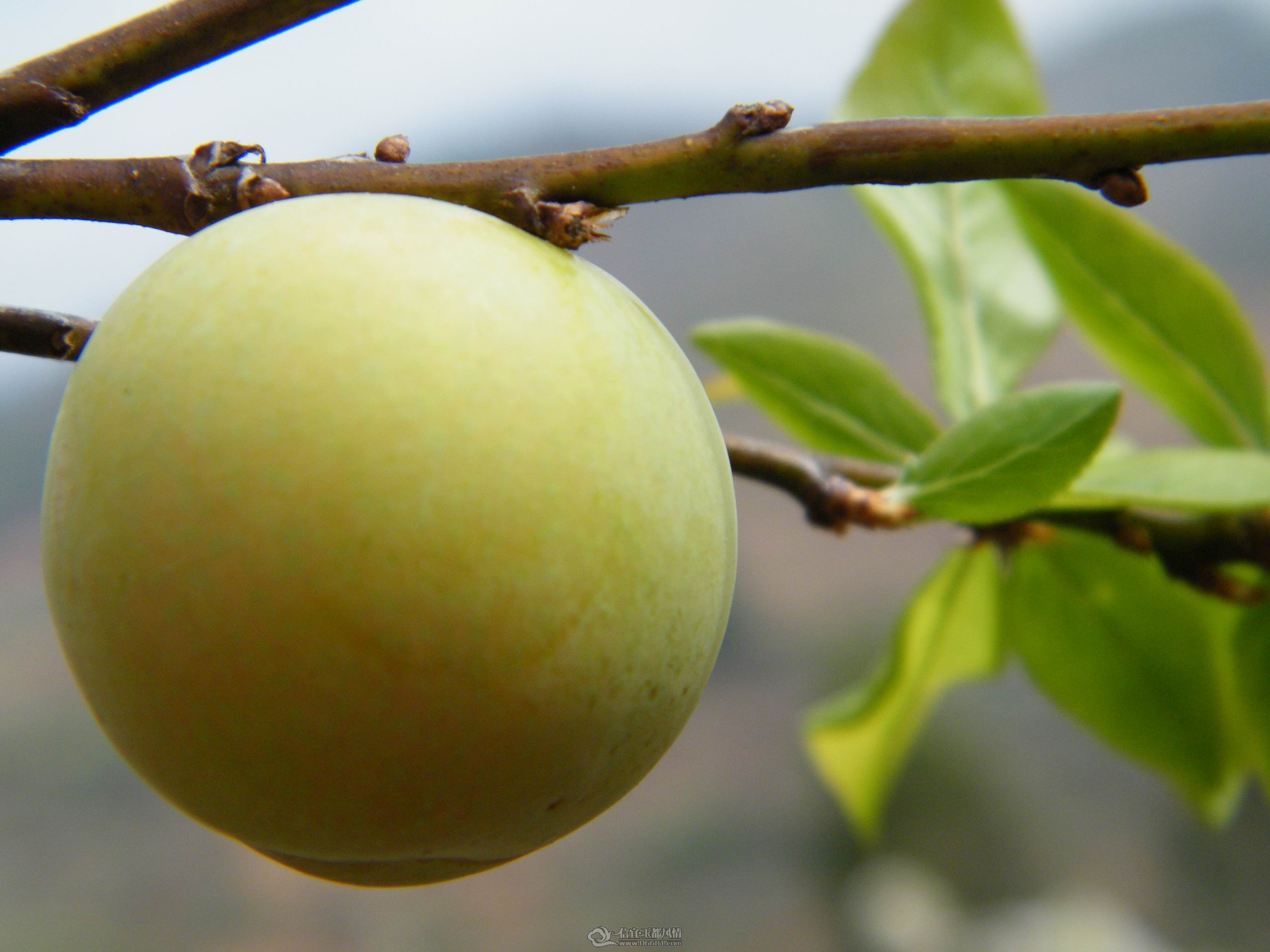 DSCF0216.jpg
